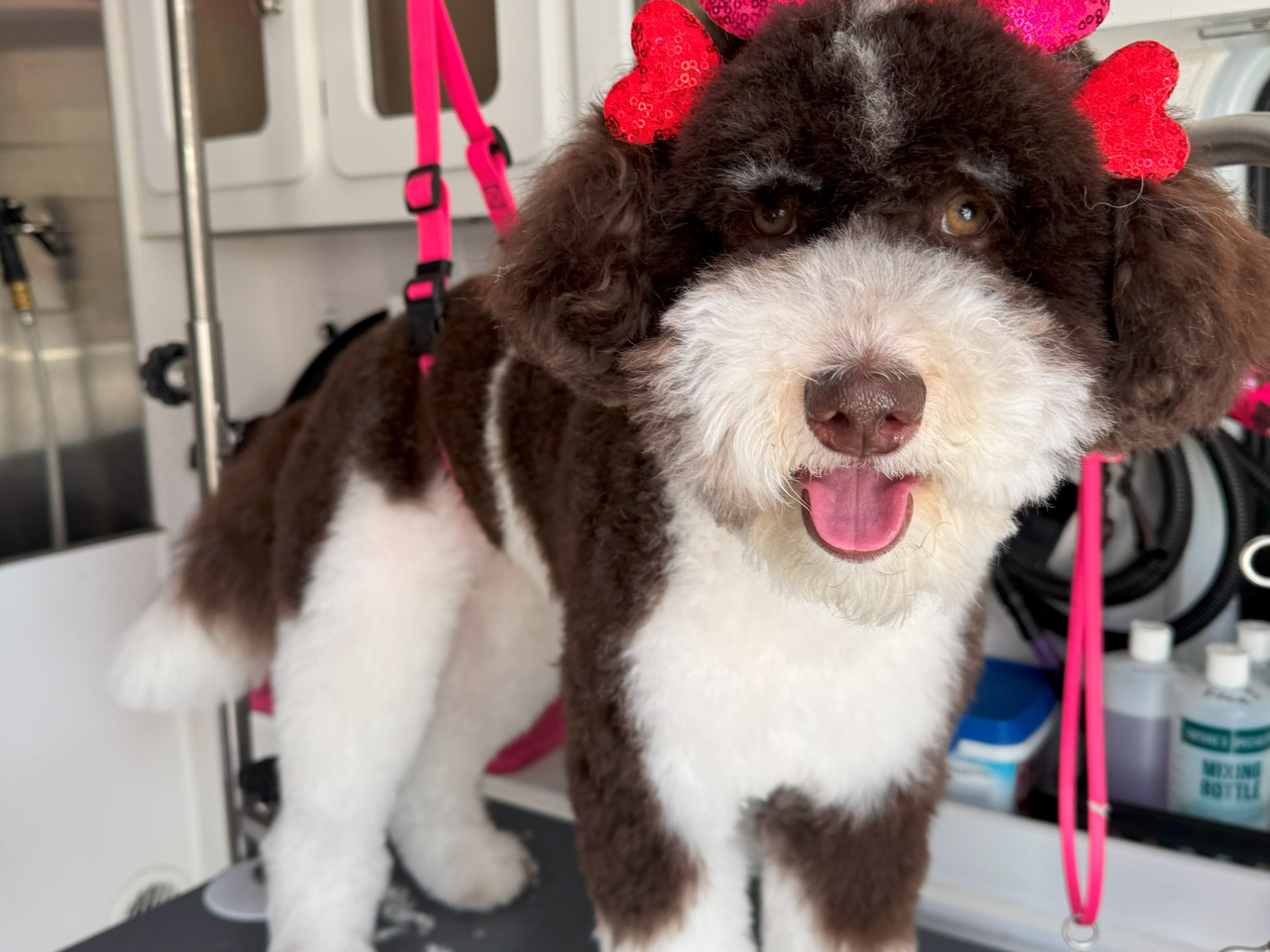 Puppy's first grooming in Bow Tie Mobile Spa, Frisco TX